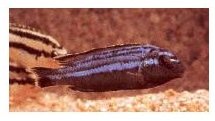 Melanochromis Parallelus