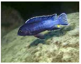Melanochromis Perileucos