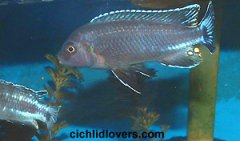Melanochromis Perileucos