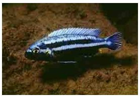 Melanochromis Vermivorus