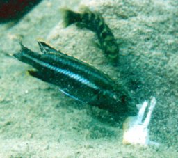 Melanochromis Vermivorus