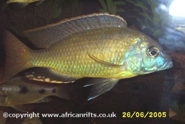 Naevochromis Chrysogaster