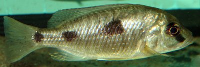 Naevochromis Chrysogaster