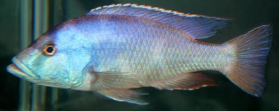 Nimbochromis Livingstonii
