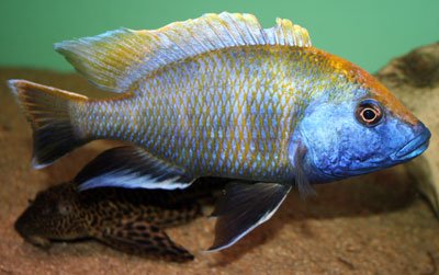 Nimbochromis Venustus