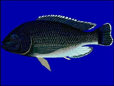 Oreochromis Karongae