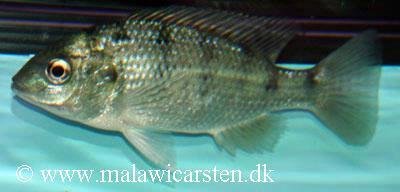 Oreochromis Lidole