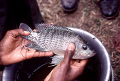 Oreochromis Niloticus