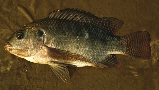 Oreochromis Niloticus