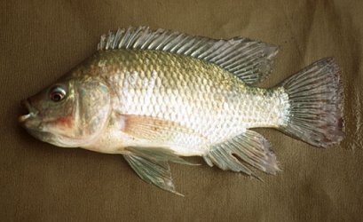Oreochromis Spilurus Spilurus