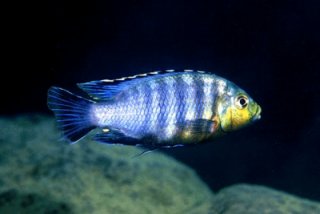 Petrotilapia Genalutae