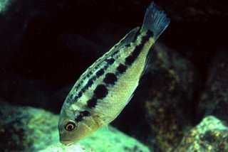 Petrotilapia Genalutae