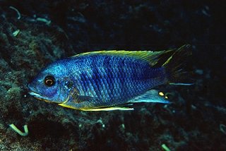 Petrotilapia Ruarwe