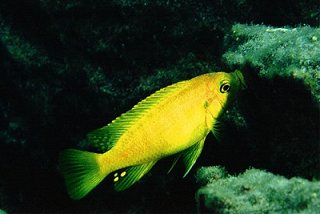 Petrotilapia Small Blue