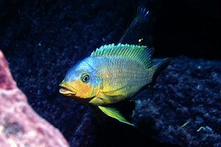 Petrotilapia Yellow Ventral