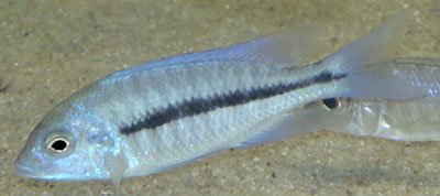 Protomelas Annectens
