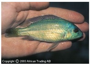 Protomelas Macrodon