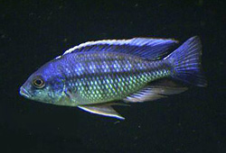 Protomelas Marginatus