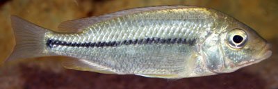 Protomelas Similis