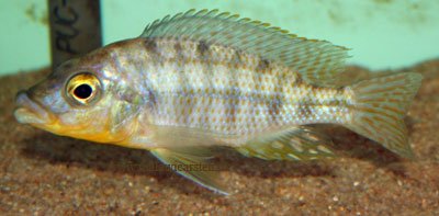 Protomelas Species Hertae Likoma Island