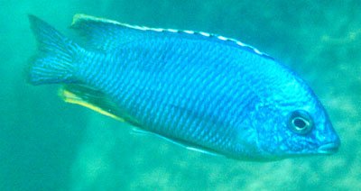 Protomelas Taeniolatus Mumbo Island
