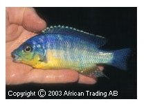 Protomelas Taeniolatus Yellow Chin