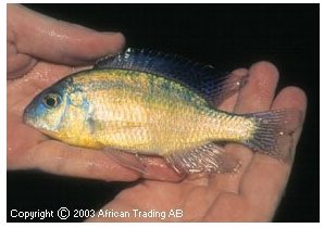 Protomelas Trianodon
