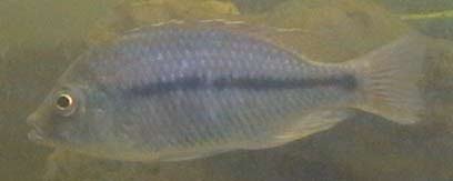 Protomelas Trianodon