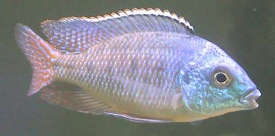 Protomelas Virgatus