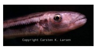 Rhamphochromis Esox