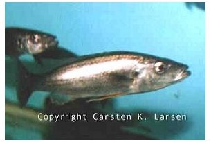 Rhamphochromis Ferox