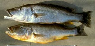 Rhamphochromis Lucius