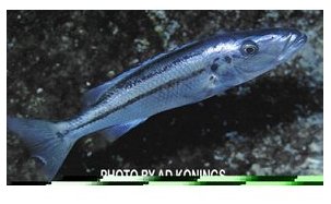Rhamphochromis Macrostoma