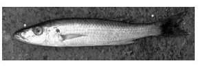 Rhamphochromis Slender