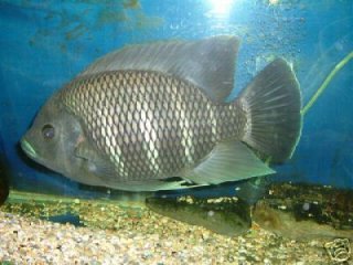 Tilapia Butterkoferi