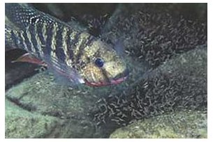 Tilapia Rendalli