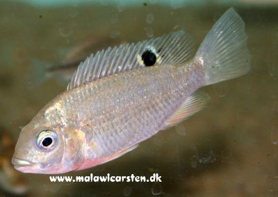 Tilapia Rendalli