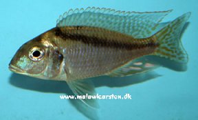 Tramitichromis Brevis
