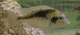 Tramitichromis Brevis