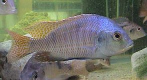 Tramitichromis Placodon