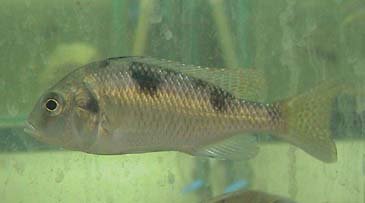 Tramitichromis Placodon