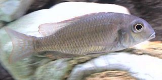 Tramitichromis Variabilis