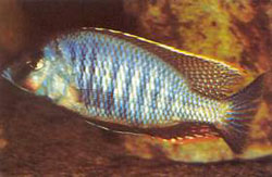 Trematocranus Microstoma