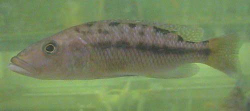 Tyrannochromis Macrostoma