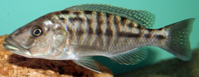 Tyrannochromis Nigriventer