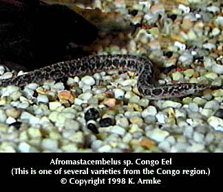 Afrocemastacembelus Species Congo