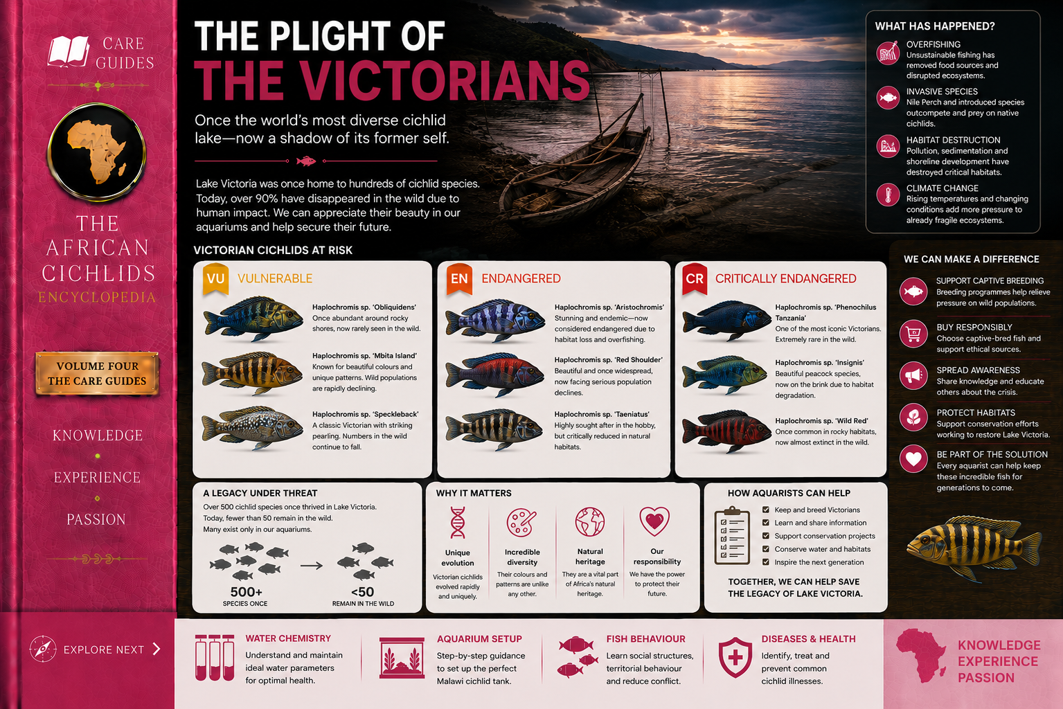 The Plight of the Victorian Cichlids
